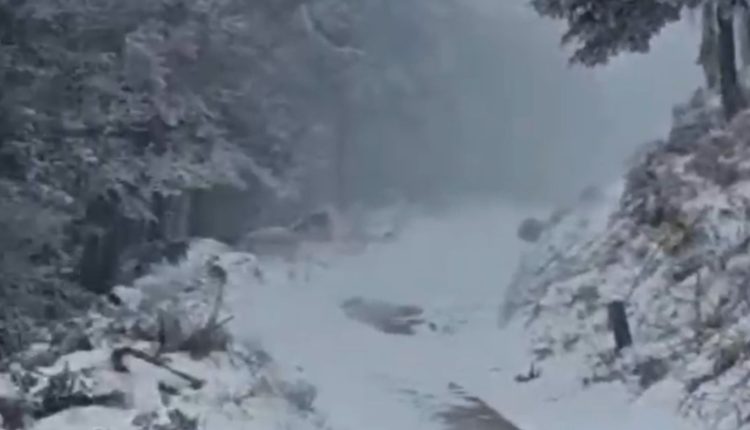 Στα-λευκά-«ντύθηκε»-η-Εύβοια-–-Έντονη-χιονόπτωση-στη-Δίρφυ