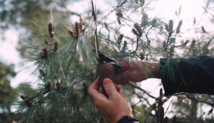 Σε-εφαρμογή-το-πρόγραμμα-φύτευσης-6.000-δέντρων-για-την-ενίσχυση-του-παράκτιου-πευκοδάσους-της-Σάνης-στη-Χαλκιδική