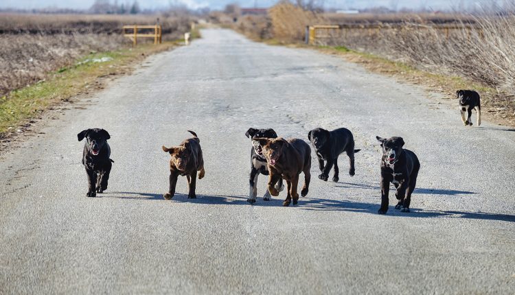 Γυναίκα-δέχθηκε-επίθεση-από-αγέλη-σκύλων-στην-Πάτρα