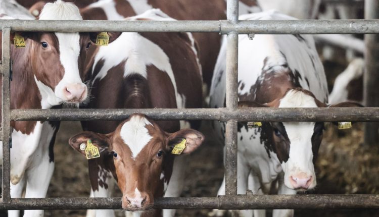 Δεύτερο-κρούσμα-αφθώδους-πυρετού-σε-κτηνοτροφική-μονάδα-στη-Λέσβο