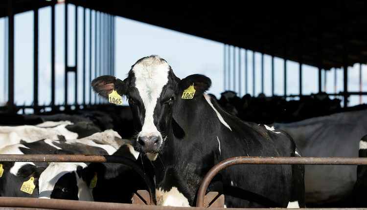 Κλειστές-αύριο-οι-υπηρεσίες-της-Περιφέρειας-Βορείου-Αιγαίου-στη-Λέσβο,-σε-ένδειξη-συμπαράστασης-στον-κτηνοτροφικό-κόσμο