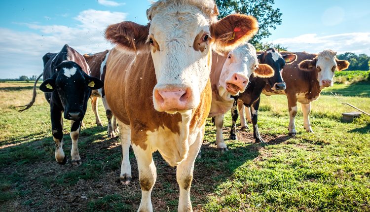 Τρία-νέα-κρούσματα-αφθώδους-πυρετού-στη-Λέσβο-–-Έφτασαν-τα-πέντε-συνολικά