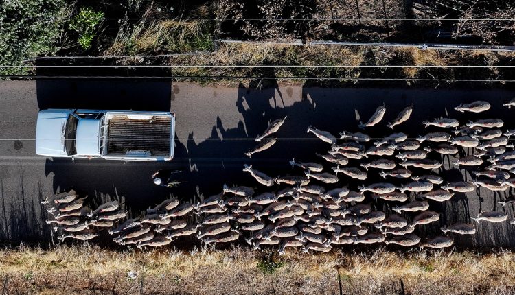 Ραγδαία-εξάπλωση-αφθώδους-πυρετού-στη-Λέσβο-–-Μαζικές-θανατώσεις-ζώων