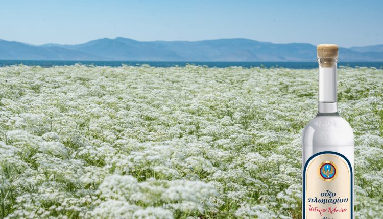 Στο-Λισβόρι-της-Λέσβου-ξεκινά-μια-παράδοση-130-ετών