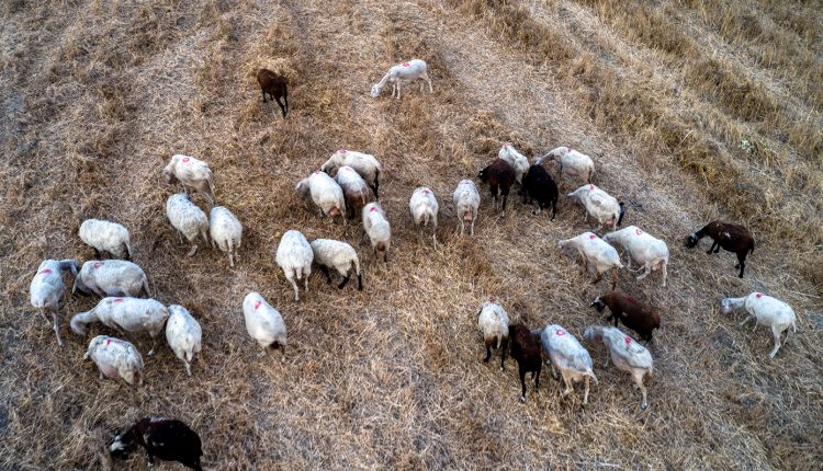 ΥΠΑΑΤ:-Στις-28-Μαρτίου-η-έναρξη-αιτήσεων-για-τις-45-θέσεις-εργασίας-που-εγκρίθηκαν-για-την-αντιμετώπιση-της-ευλογιάς