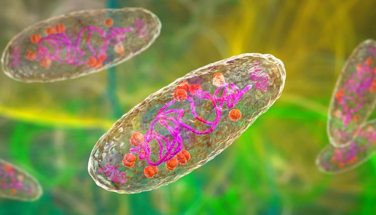 Λευκή-πανώλη:-Η-ξεχασμένη-ασθένεια-επιστρέφει-και-θερίζει-ζωές