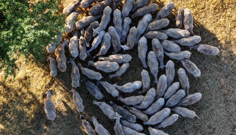 Στα-17-τα-κρούσματα-αφθώδους-πυρετού-στη-Λέσβο-–-Επιβεβαιώθηκαν-τέσσερα-νέα-περιστατικά