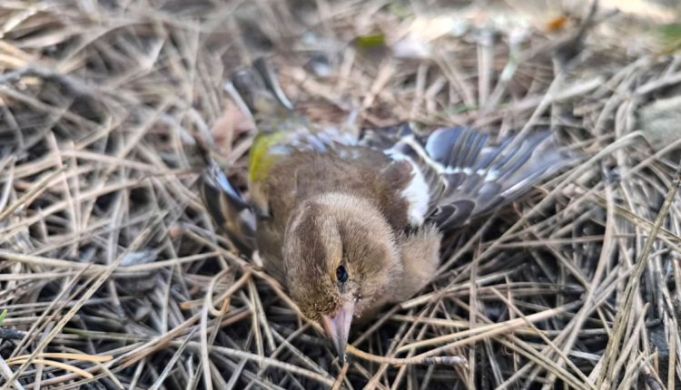 Ποιοι-σκοτώνουν-την-πανίδα-στον-Γράμμο-και-την-Δαδιά-του-Έβρου;-–-«Υποπτευόμαστε-ποιοι-είναι»