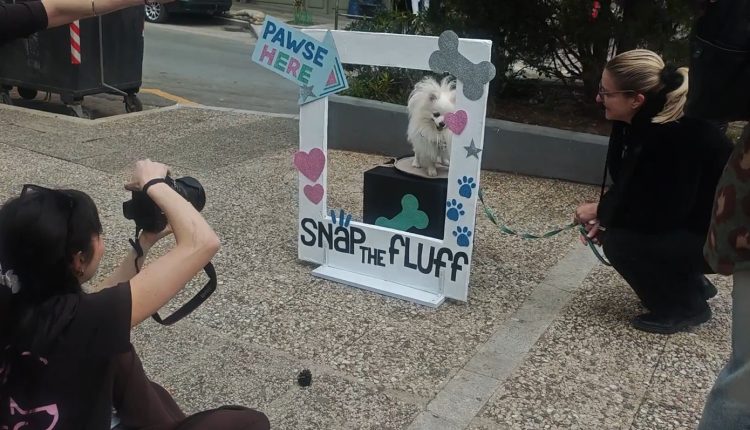 Όταν-οι-τετράποδοι-φίλοι-μας-έκαναν-«ουρά»-για-μία-φωτογράφιση