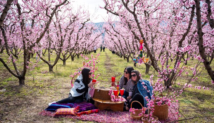 Το-«ελληνικό-χανάμι»,-ένα-ροζ-χαλί-απλώνεται-στα-χωράφια:-Χιλιάδες-συρρέουν-για-να-θαυμάσουν-τις-ανθισμένες-ροδακινιές