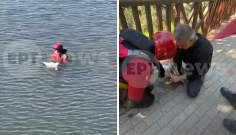 Διασώστης-της-ΕΜΑΚ-βούτηξε-στο-φράγμα-Θέρμης-για-να-διασώσει-γλάρο-που-είχε-μπλεχτεί-σε-σπάγκο-–-«Ήταν-τυλιγμένος-στο-κεφάλι,-τα-πόδια,-τα-φτερά»