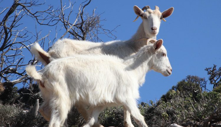 Καταστροφή-στην-κτηνοτροφία:-Ξεπέρασαν-τις-486.000-οι-θανατώσεις-λόγω-ευλογιάς