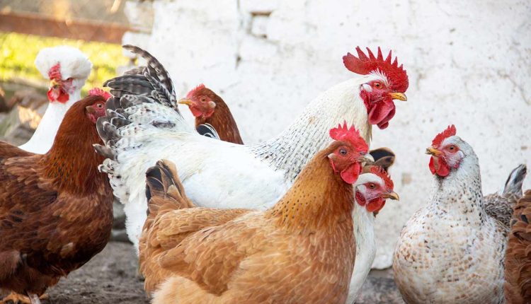 Όταν-η-ταράτσα-γίνεται-στάνη-με-κατσίκες-και-κοτέτσι:-Εξέτρεφαν-παράνομα-πουλερικά-και-ερίφια-στους-Αμπελοκήπους