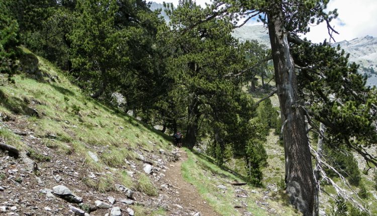 Από-τα-ελληνικά-βουνά-στα-αντικαρκινικά-φάρμακα-–-Τι-δείχνει-μελέτη-του-ΑΠΘ-για-τον-ίταμο