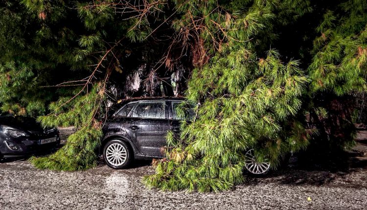 Διεκόπη-η-κυκλοφορία-στην-οδό-Πειραιώς-λόγω-πτώσης-δέντρου-–-Δείτε-το-βίντεο