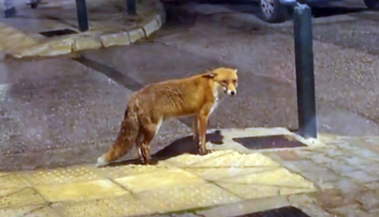 Αλεπουδίτσα-πιάστηκε-στα-πράσα-να-κάνει-βόλτες-στη-Νέα-Ερυθραία