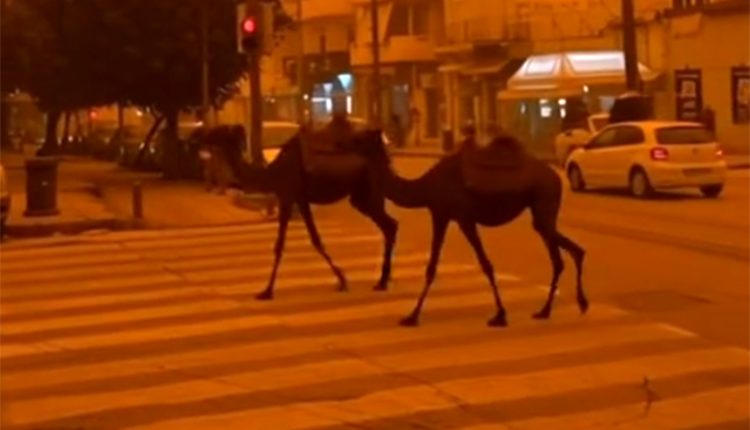 Η-χθεσινή-αποπνικτική-ατμόσφαιρα-από-την-αφρικανική-σκόνη-και-οι-δημιουργίες-ai-στα-social-media-–-Έφτιαξαν-βίντεο-με-καμήλες-να-κυκλοφορούν-στην-Κρήτη