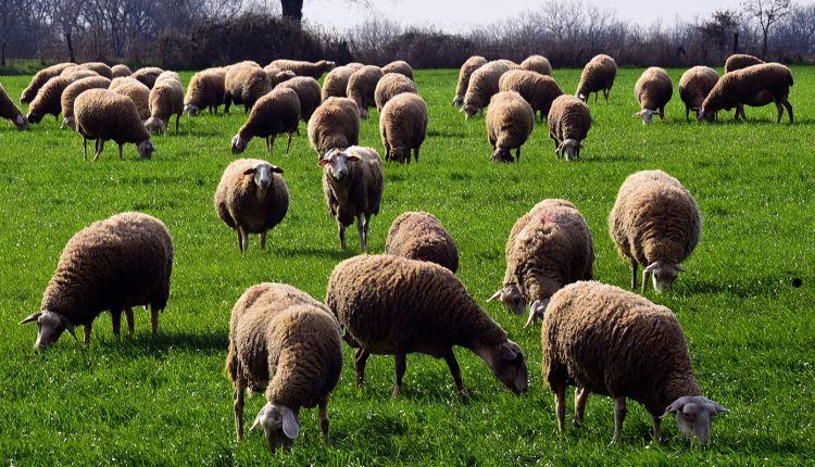 Συναγερμός-στην-Κοζάνη-–-Πάνω-από-10-πρόβατα-βρέθηκαν-νεκρά-σε-πλαγιά-στην-Πτελέα