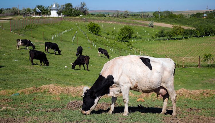 Δύο-νέα-κρούσματα-αφθώδους-πυρετού-σε-εκτροφές-στη-Λέσβο-–-20-συνολικά-κρούσματα-σε-25-θετικές-εκτροφές