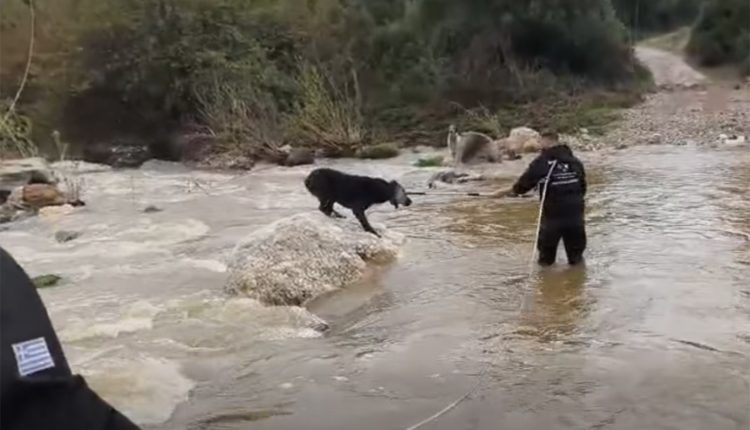 Το-συγκλονιστικό-βίντεο-με-τη-διάσωση-δύο-τσομπανόσκυλων-από-τα-ορμητικά-νερά-στη-Χαλκιδική