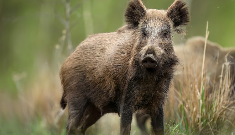 Τροχαίο-στην-Αταλάντη-από-κοπάδι-αγριογούρουνων-–-Ο-οδηγός-πάτησε-με-το-όχημα-ένα-από-αυτά