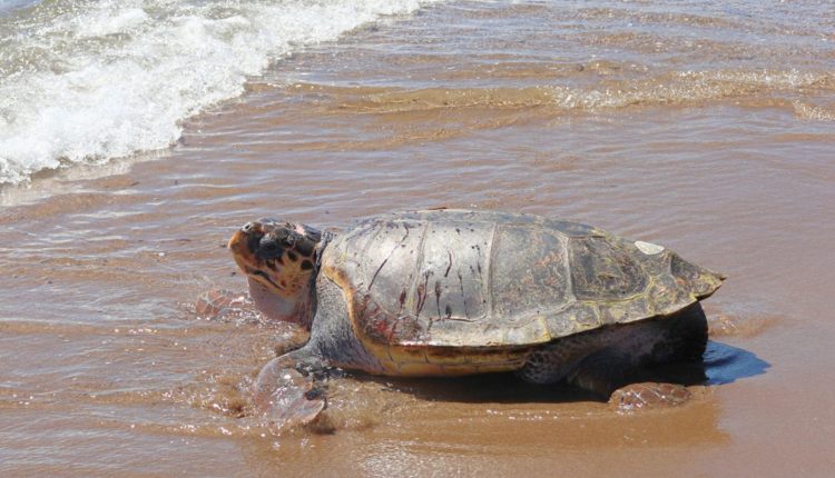 Ο-«Έβερεστ»-επέστρεψε-ξανά-στη-θάλασσα:-Η-συγκινητική-ιστορία-της-θαλάσσιας-χελώνας-των-105-κιλών-που-νίκησε-τον-θάνατο