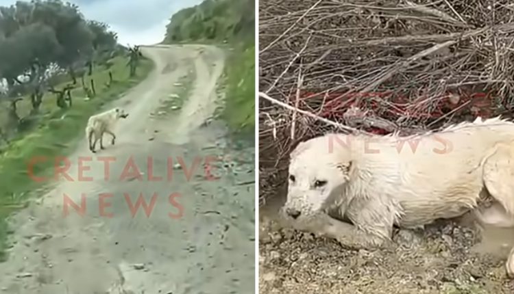 Το-συγκινητικό-βίντεο-από-την-Κρήτη-–-Σκύλος-«οδηγεί»-έναν-άνθρωπο-για-να-σώσει-άλλο-παγιδευμένο-σκυλί