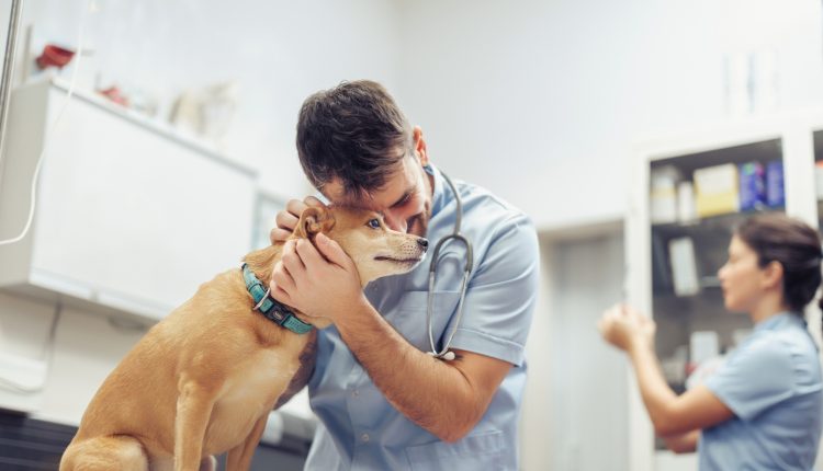 vetmedsafety-day:-Ενημέρωση-για-την-ορθή-χρήση-κτηνιατρικών-φαρμάκων
