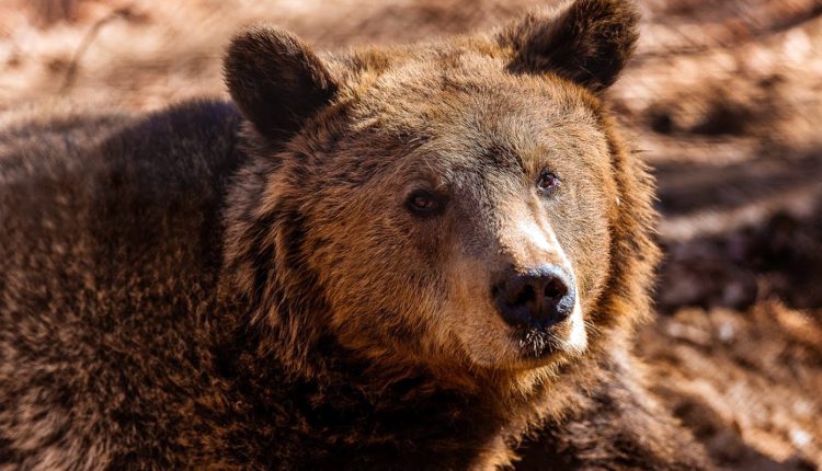 Εμφανίστηκε-αρκούδα-σε-Λητή,-Μελισσοχώρι-και-Ωραιόκαστρο-–-Οι-οδηγίες-του-δήμου-προς-τους-πολίτες