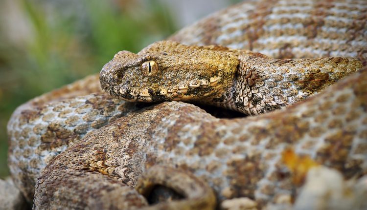 Σύρος:-13χρονος-νοσηλεύεται-σε-σοβαρή-κατάσταση-μετά-από-δάγκωμα-οχιάς