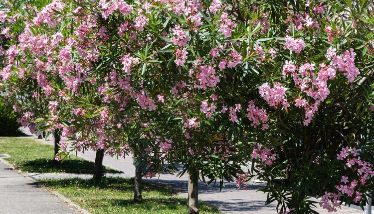 «Πόλεμος»-για-το-ξήλωμα-της-πικροδάφνης-από-τα-σχολεία-–-Τι-συμβαίνει