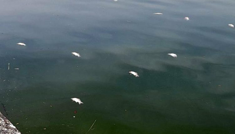 Ανησυχία-για-τα-νεκρά-ψάρια-στη-λίμνη-Παμβώτιδα