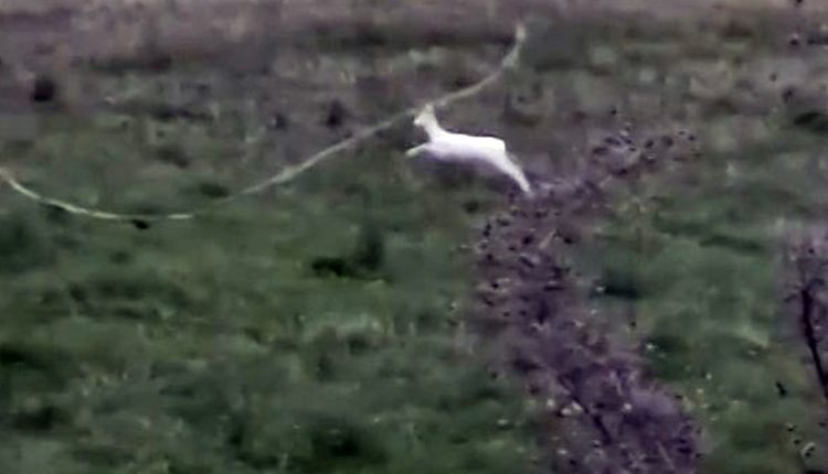 Σπάνια-αλμπίνο-ζαρκάδια-εμφανίστηκαν-στην-Ημαθία-–-Δείτε-βίντεο