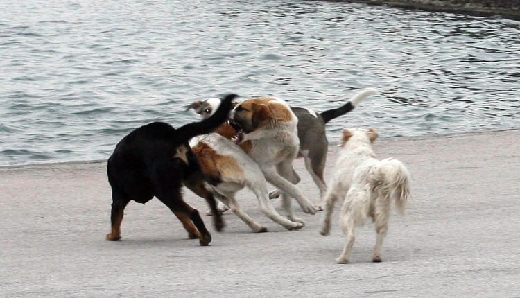 Κτηνωδία-στη-Χαλκιδική:-Έριξαν-φόλες-και-σκότωσαν-21-σκυλιά