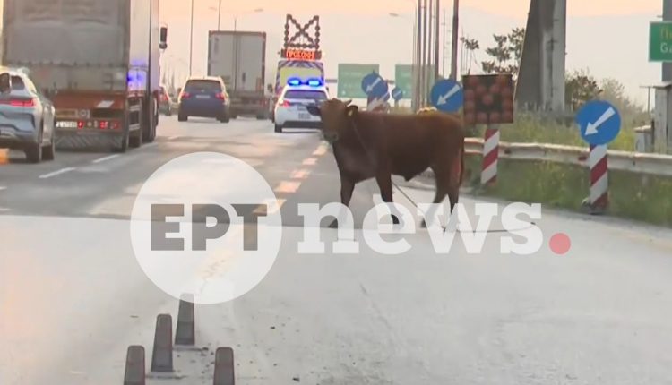 Ανεξέλεγκτη-αγελάδα-έτρεχε-στην-Εθνική-Οδό-της-Θεσσαλονίκης-και-προκάλεσε-χάος