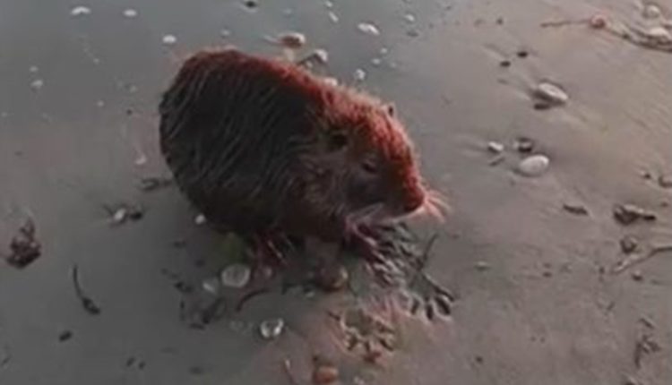 Μυοκάστορας-βρέθηκε-εξαντλημένος-και-φοβισμένος-στην-Επανομή-Θεσσαλονίκης