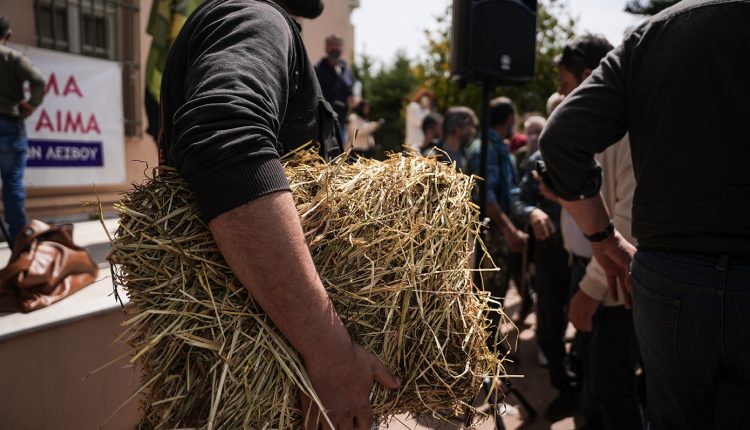 Συνολικά-48-τα-επιβεβαιωμένα-κρούσματα-αφθώδους-πυρετού-στη-Λέσβο