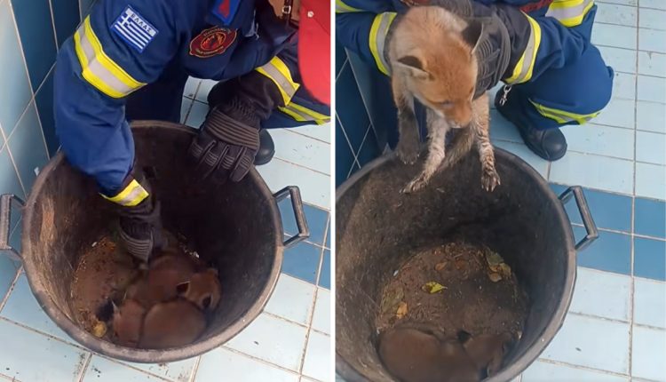 Επιχείρηση-διάσωσης-στο-Πανόραμα-Θεσσαλονίκης:-Δύο-μικρά-αλεπουδάκια-είχαν-εγκλωβιστεί-μέσα-σε-άδεια-πισίνα-σπιτιού