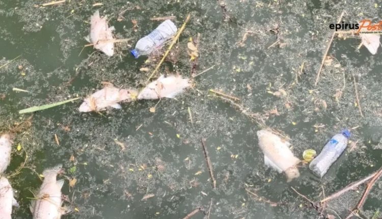 Ο-δήμος-Ιωαννιτών-απαντά-για-τα-νεκρά-ψάρια:-«Δεν-είναι-δική-μας-αρμοδιότητα»