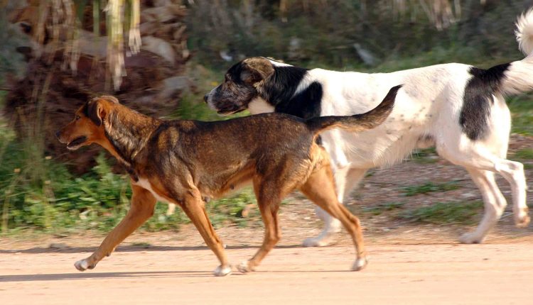 Φιλόζωοι-καταγγέλλουν-τον-δήμο-του-Παλαιού-Φαλήρου-πως-μετέφερε-τα-αδέσποτα-από-το-προσωρινό-καταφύγιο-σε-πανσιόν