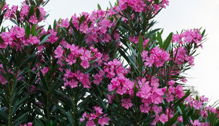 sos-για-τις-πικροδάφνες-–-«Έχουμε-περιστατικά-15-20-περιστατικά-δηλητηριάσεων-παιδιών-κάθε-χρόνο»