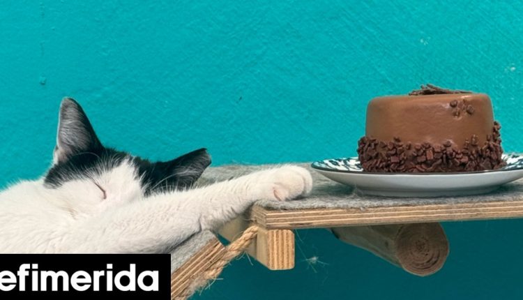 Πήγαμε-στο-cat-cafe-athens:-Το-ιδανικό-μέρος-για-γατόφιλους-Διώχνει-το-στρες,-σερβίρει-φανταστικά-γλυκά