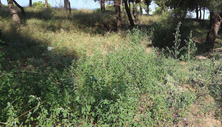 Ακαθάριστα-οικόπεδα:-Προθεσμία-μέχρι-τις-15-Ιουνίου-–-Ποιοι-θα-κληθούν-να-πληρώσουν-5.000-ευρώ,-αναλυτικά-τι-προβλέπει-η-νέα-ΚΥΑ