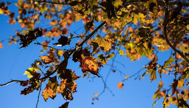 Άνοιξη-με-«νεύρο»:-Άνοδος-της-θερμοκρασίας,-αλλά-και-τοπικές-μπόρες-στα-ορεινά-–-Με-τι-καιρό-θα-μπει-η-εβδομάδα