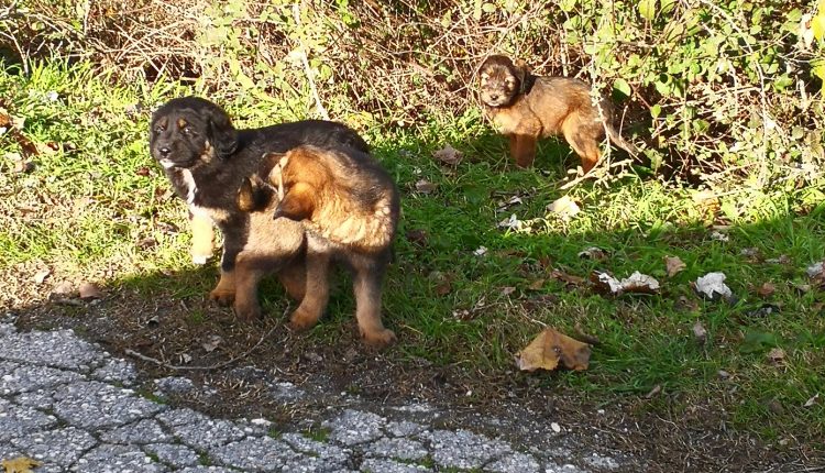 Υπογράφηκε-έργο-ύψους-3,5-εκατ.-ευρώ-για-το-διαδημοτικό-καταφύγιο-αδέσποτων-ζώων-στην-Καρδίτσα