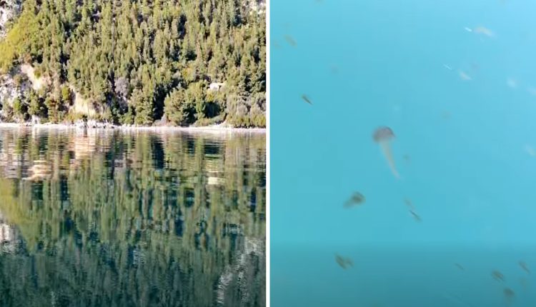 «Πλημμύρισε»-από-καφέ-μέδουσες-η-Εύβοια-–-Η-ανησυχητική-εικόνα-στις-θάλασσες-–-Δείτε-βίντεο