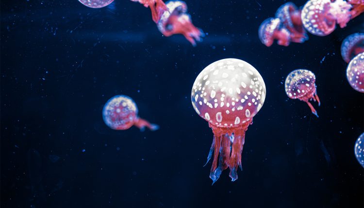 Γιατί-ο-Ευβοϊκός-γέμισε-με-μωβ-και-καφέ-μέδουσες-–-Τι-λένε-οι-ειδικοί
