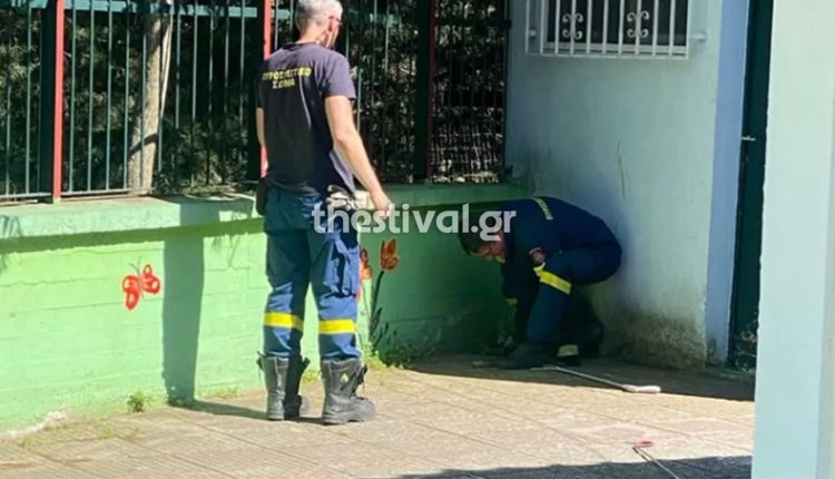 Συναγερμός-μετά-την-εμφάνιση-φιδιών-σε-νηπιαγωγείο-στις-Συκιές-Θεσσαλονίκης-–-Οι-γονείς-φοβούνται-να-στείλουν-τα-παιδιά-σχολείο