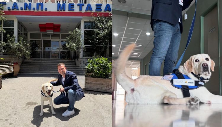 «Έπιασε-δουλειά»-στο-νοσοκομείο-«Μεταξά»-ο-πρώτος-σκύλος-θεραπείας