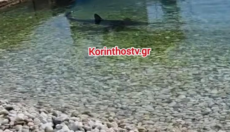 Καρχαρίας-στα-ρηχά-στα-Λουτρά-Ωραίας-Ελένης-στην-Κόρινθο-–-Δείτε-βίντεο